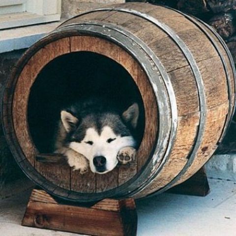 make a cool manly dog bed out of a wine barrel, your pet will love it