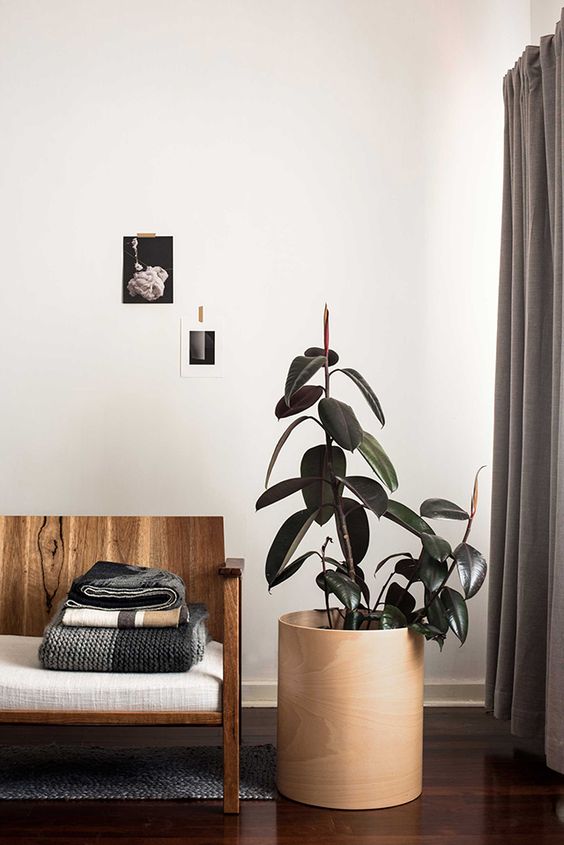 A house plain in a cool plywood planter looks very natural and fits a JApandi interior well