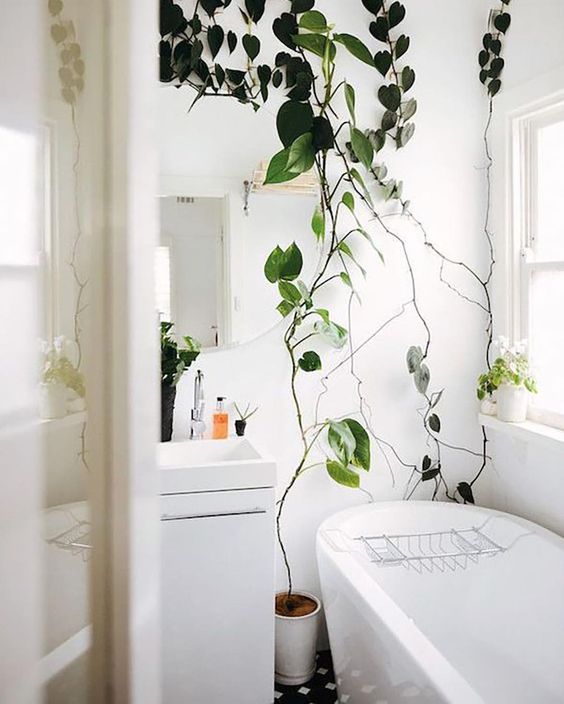 climbing plants will refresh your bathroom and make it feel like a space