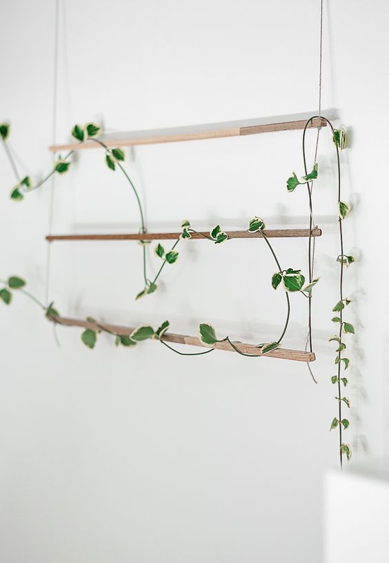such a simple and minimalist trellis can be hung anywhere to show off a climbing plant and refresh the space