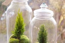 26 tiny cypress and moss terrariums in jars are amazing for fresh spring decor