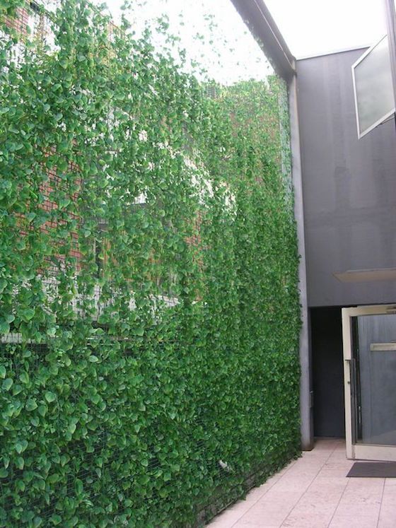 a gorgeous privacy screen with lots of greenery coming up is ideal to make your outdoor space fresh and hide you from the neighbors