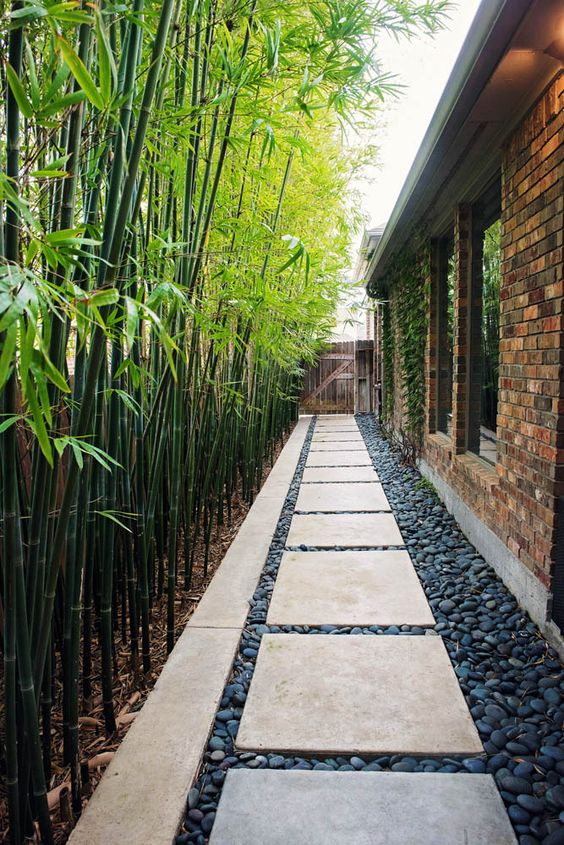 lush and tall bamboo is a perfect idea for an outdoor space in the south or in a tropical zone