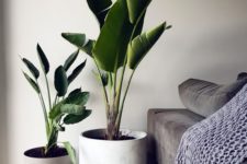22 large potted plants will instantly bring a wow factor to any space