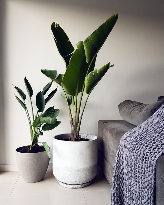 large potted plants will instantly bring a wow factor to any space