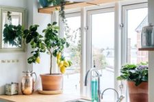 24 rock potted herbs in the kitchen to be able to use these herbs for cooking