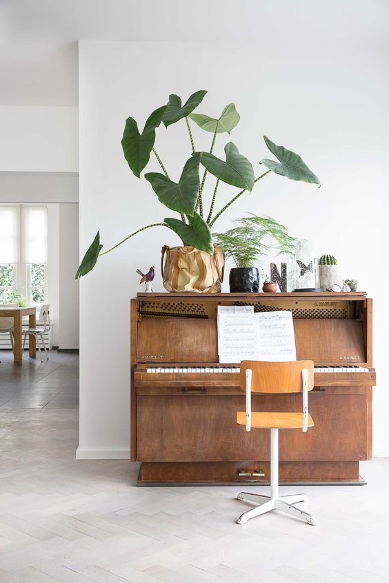 a piano with a chair and a display of cacti, succulents and other greenery - make your piano double as a plant stand