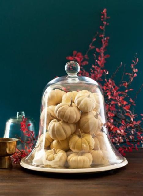 a cloche filled with mini white pumpkins is a great last minute decoration for fall and Thanksgiving parties that looks very natural