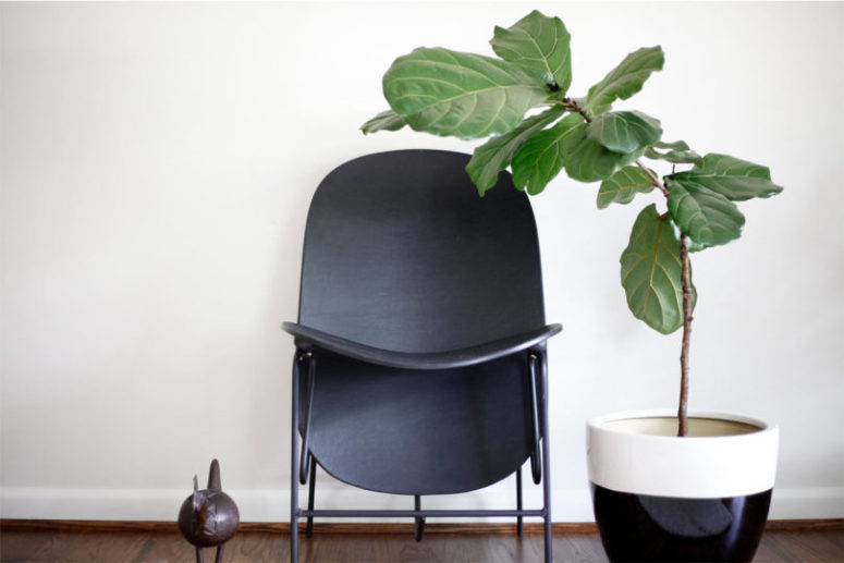 The Fig chair is the first piece of Fig collection that looks comfy and modern