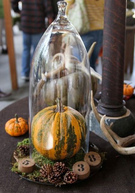 a cloche with moss, pinecones, wood numbers and a real pumpkin inside for a woodland or rustic feel in your space
