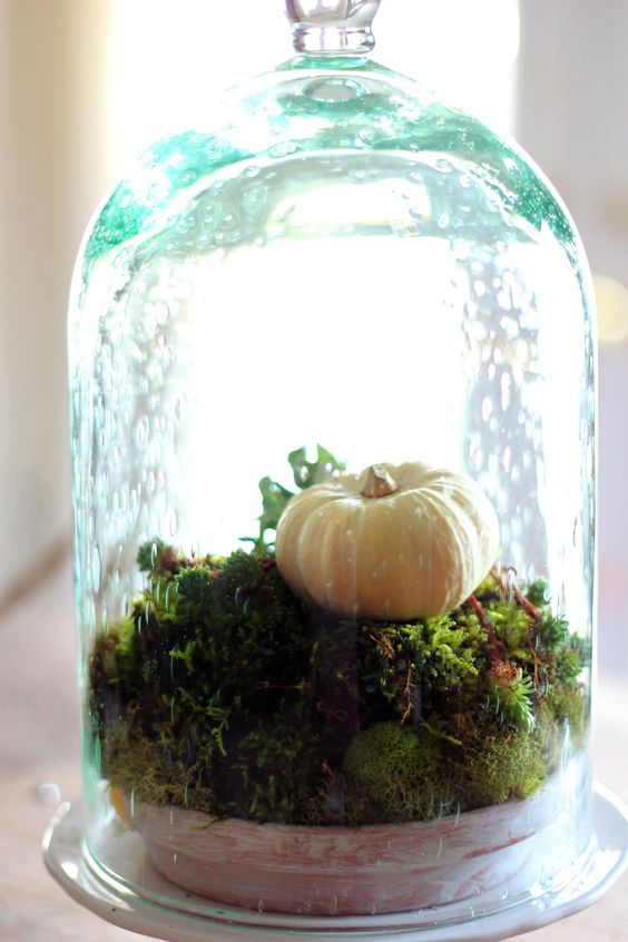 a cool blue cloche with a bowl filled with moss and a fake pumpkin for a fresh touch on your table or mantel