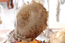 20 a cool cloche display idea with a sunflower head, acorns, leave and a fake pumpkin for a rustic feel in the space
