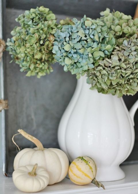 a vintage white pitcher with green hydrangeas and pumpkins around is a great decoration or a centerpiece