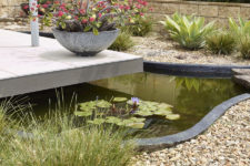 cool backyard pond with floating plants