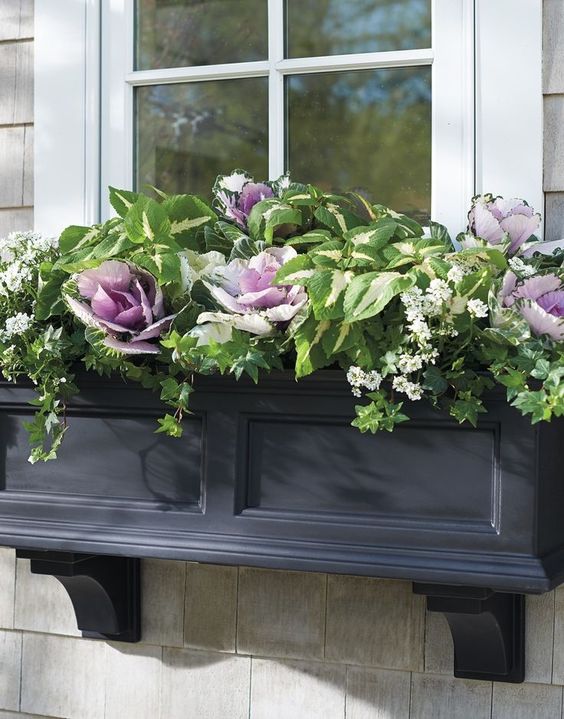 A traditional black window planter with much greenery and foliage and purple cabbage for a touch of color