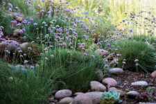02 sea thrift (Armeria maritima) forms helpful mats of ground cover, aided here by stones and gravel