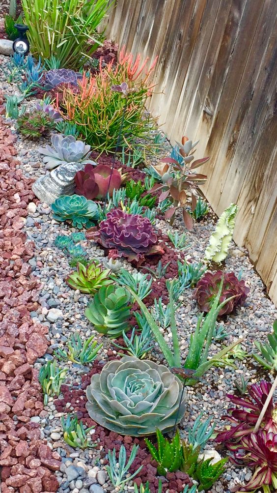 succulents come in many various colors, from various shades of green to burgundy and grey
