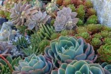 03 combine different types and colors of succulents and pair larger with smaller ones