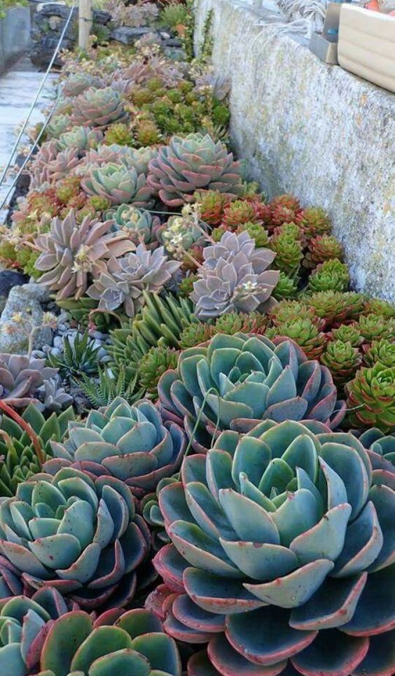 combine different types and colors of succulents and pair larger with smaller ones
