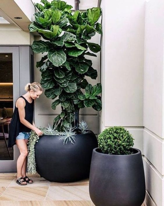 oversized matte black planters with boxwood, succulents and a tree for a modern feel in your front yard