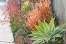 05 a gorgeous low water garden with various types of grasses, agaves and succulents