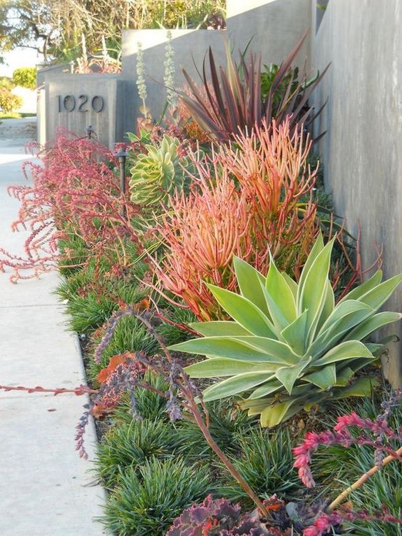 a gorgeous low water garden with various types of grasses, agaves and succulents
