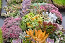 05 succulents may be very eye-catching and even show-stopping, in various shades and sizes