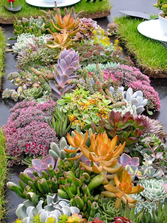 Succulents may be very eye catching and even show stopping, in various shades and sizes