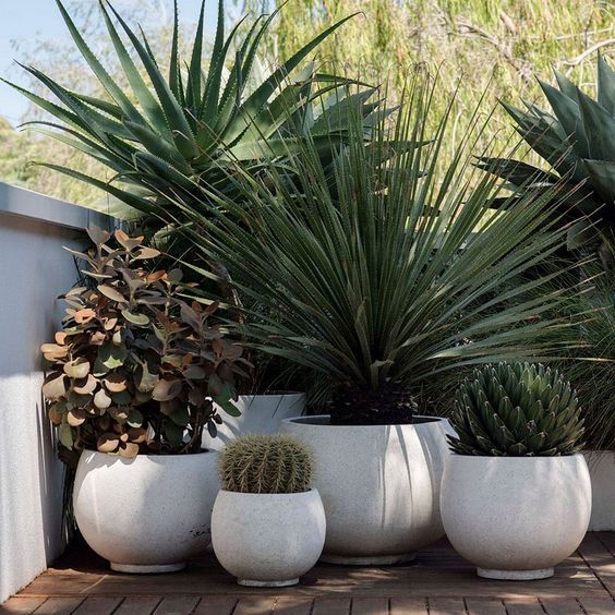 large matching white planters with different statement plants is a chic and bold idea for a modern front yard