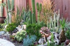 07 even if you pair succulents with cacti, you should properly water the succulents accodring to the species you have