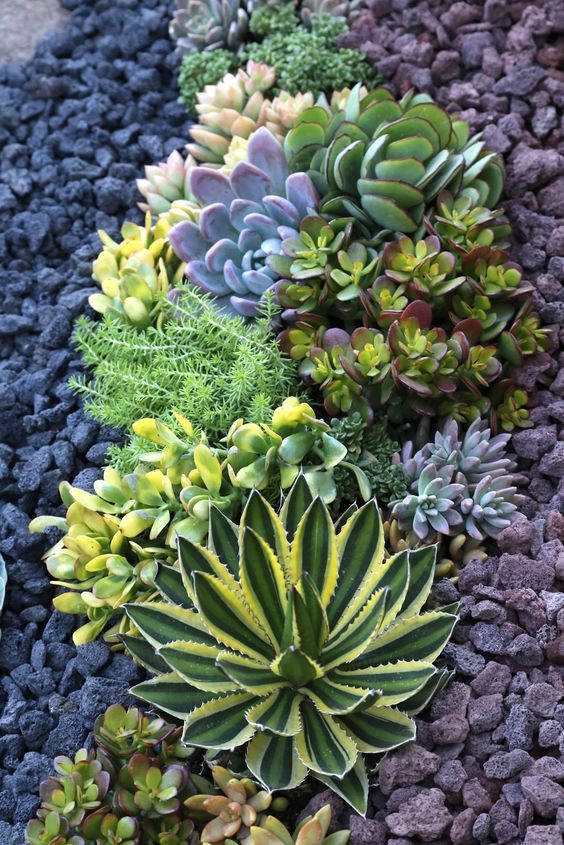 succulents may grow in drought but you'll need towater them properly anyway