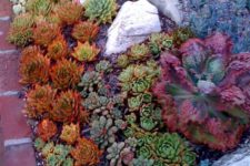 09 colorful succulents in orange, green, purple and grey combined with some rocks for a cool look