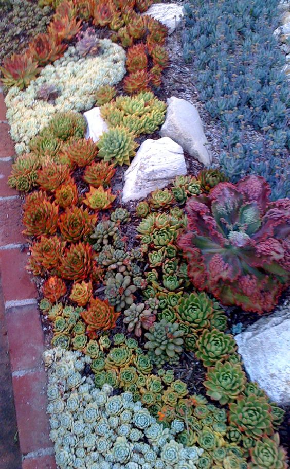 colorful succulents in orange, green, purple and grey combined with some rocks for a cool look