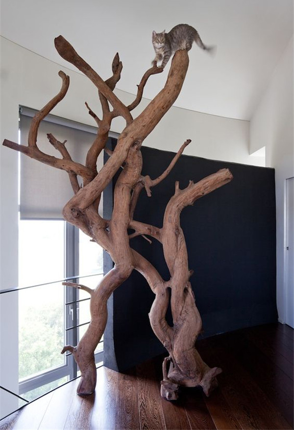 a real cat tree of various branches and trunks will add a natural touch to the space and teach your cats to climb