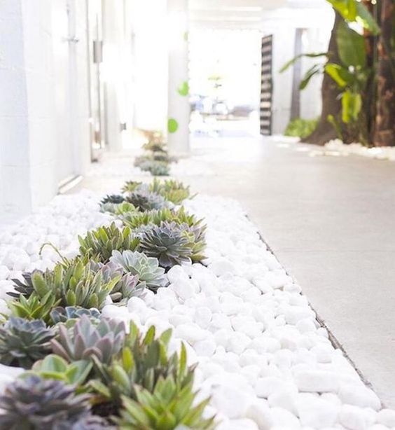 little succulents paired with white pebbles make the front yard neutral, minimalist and very trendy
