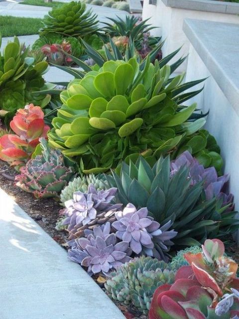 Make a statement with a large succulent in some bold color, like here   a bold green one accented with purple succulents