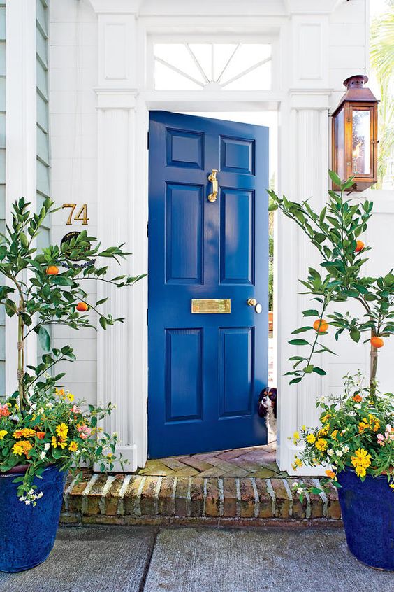 a cobalt blue door and matching planters with bright blooms and citrus trees for a Mediterranean feel