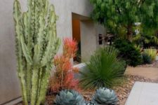 12 large succulents, cacti and a couple of colorful statement plants plus brown pebbles for a contrasting and bold look