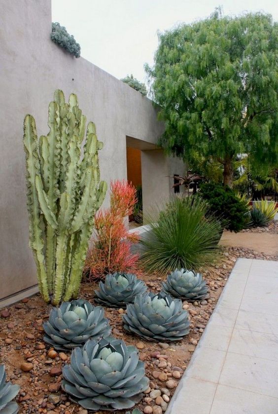 large succulents, cacti and a couple of colorful statement plants plus brown pebbles for a contrasting and bold look
