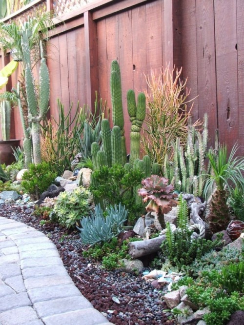 A gorgeous desert garden with layered plantings   cacti, succulents, agaves and even driftwood and pebbles for decor