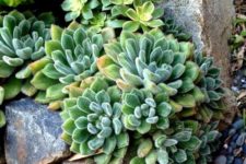 13 succulents may also be growing in the stones if they are large enough for that
