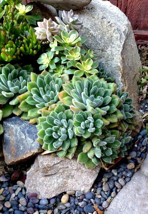 succulents may also be growing in the stones if they are large enough for that