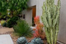 14 a large post cactusis combined with large round succulents and agaves around