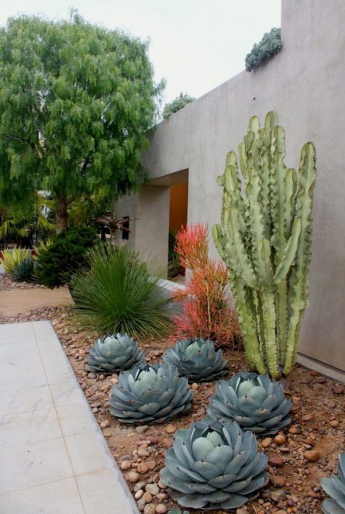 a large post cactusis combined with large round succulents and agaves around