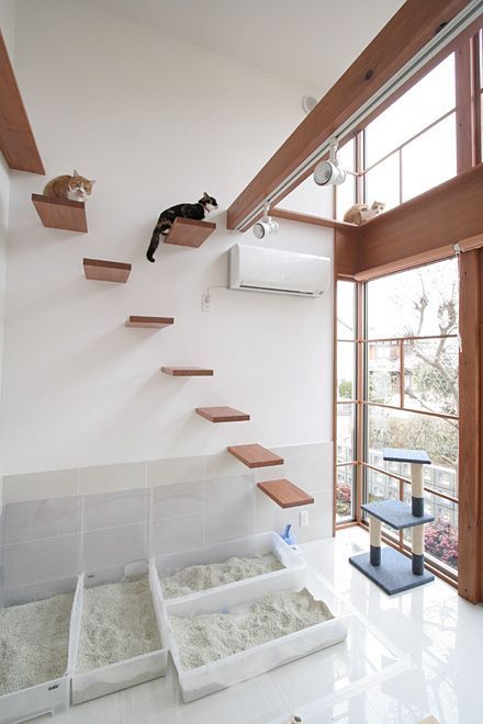 a minimalist cat climber with several platforms, a cat scratcher and several litter boxes for kitties