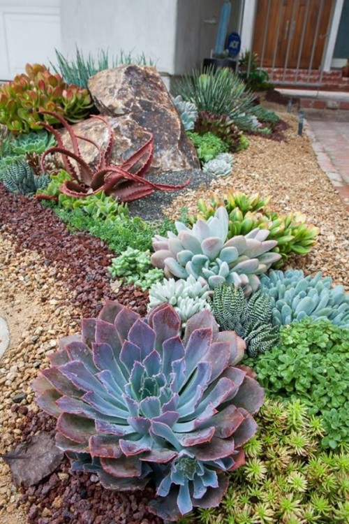 smaller and larger succulents of various shades and looks combined to create a cohesive look