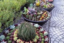 16 such container gardening is also a cool idea, mix up several different succulents in pots