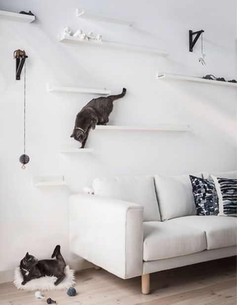 a modern cat climber built of ledges and shelves plus cat toys hanging right on the wall