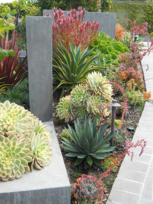 bold and chic succulents combined with agaves in various shades of green and yellow