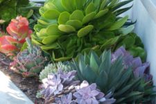 18 a bright layered desert garden in various shades of green and purple plus touches of red